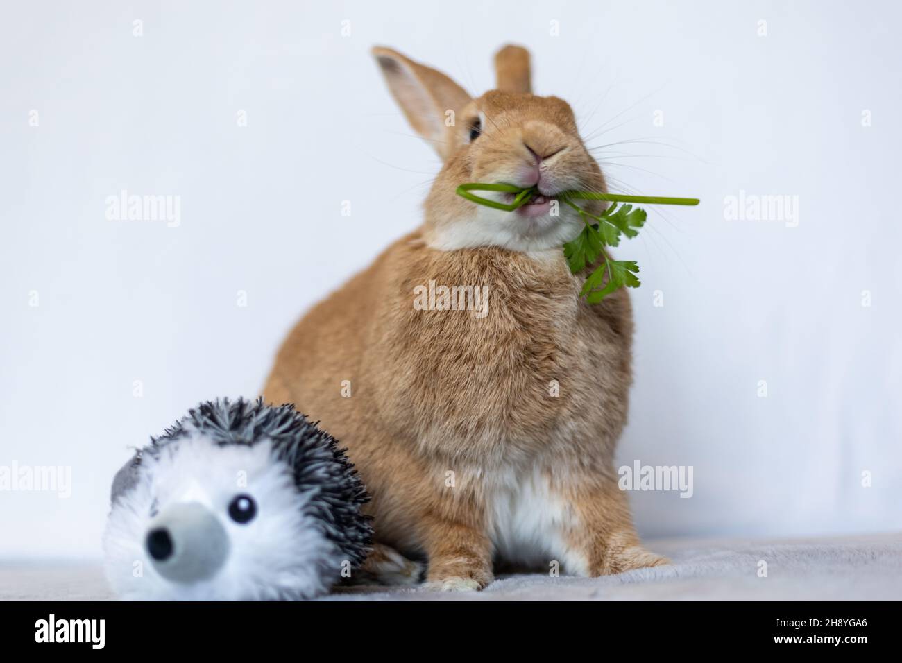 Rufus Rabbit eats parsley next to stuffed toy looks Stock Photo - Alamy