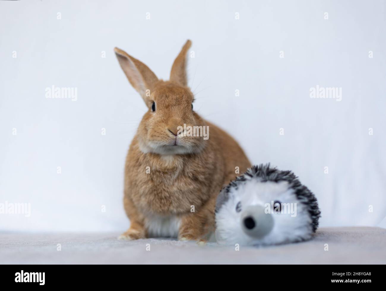 Rufus rabbit posing next to plush toy white background Stock Photo - Alamy