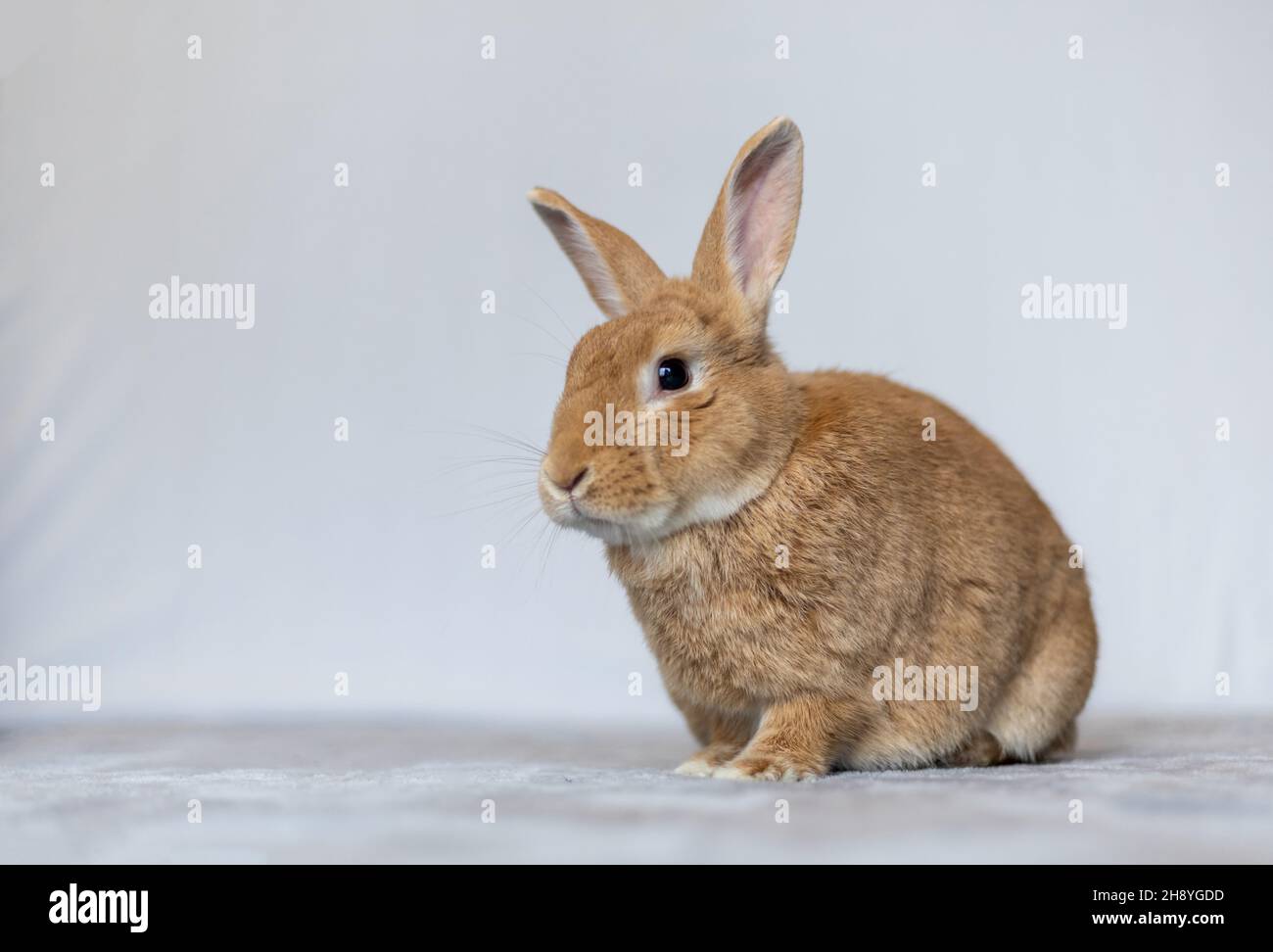 Rufus rabbit sitting up posing white background copy space Stock Photo
