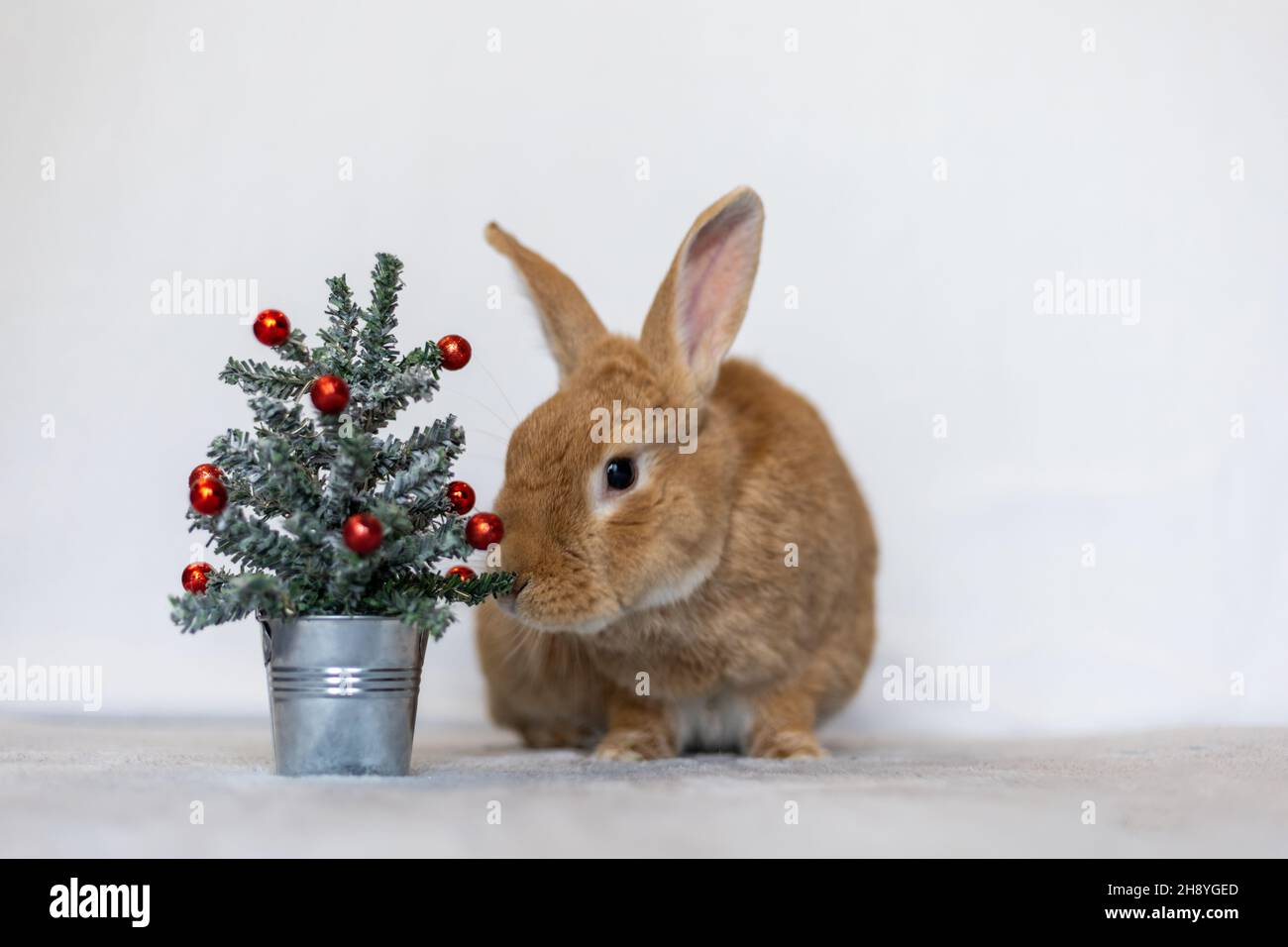 Rufus rabbit nudging Christmas tree white background copy space Stock Photo