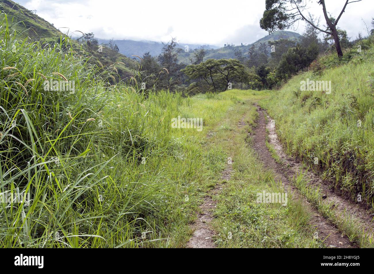 Papua New Guinea; Eastern Highlands; Goroka; Namta (Mefenga); Mountain landscape - a path in the bush; Berglandschaft - ein Weg im Busch; 灌木叢中的小路 góry Stock Photo