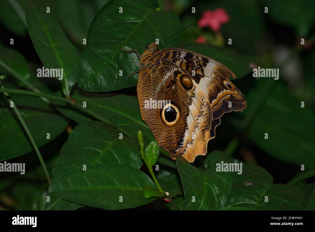 Schmetterling so nah ran wie möglich, Herrenhäuser Gärten, Hannover