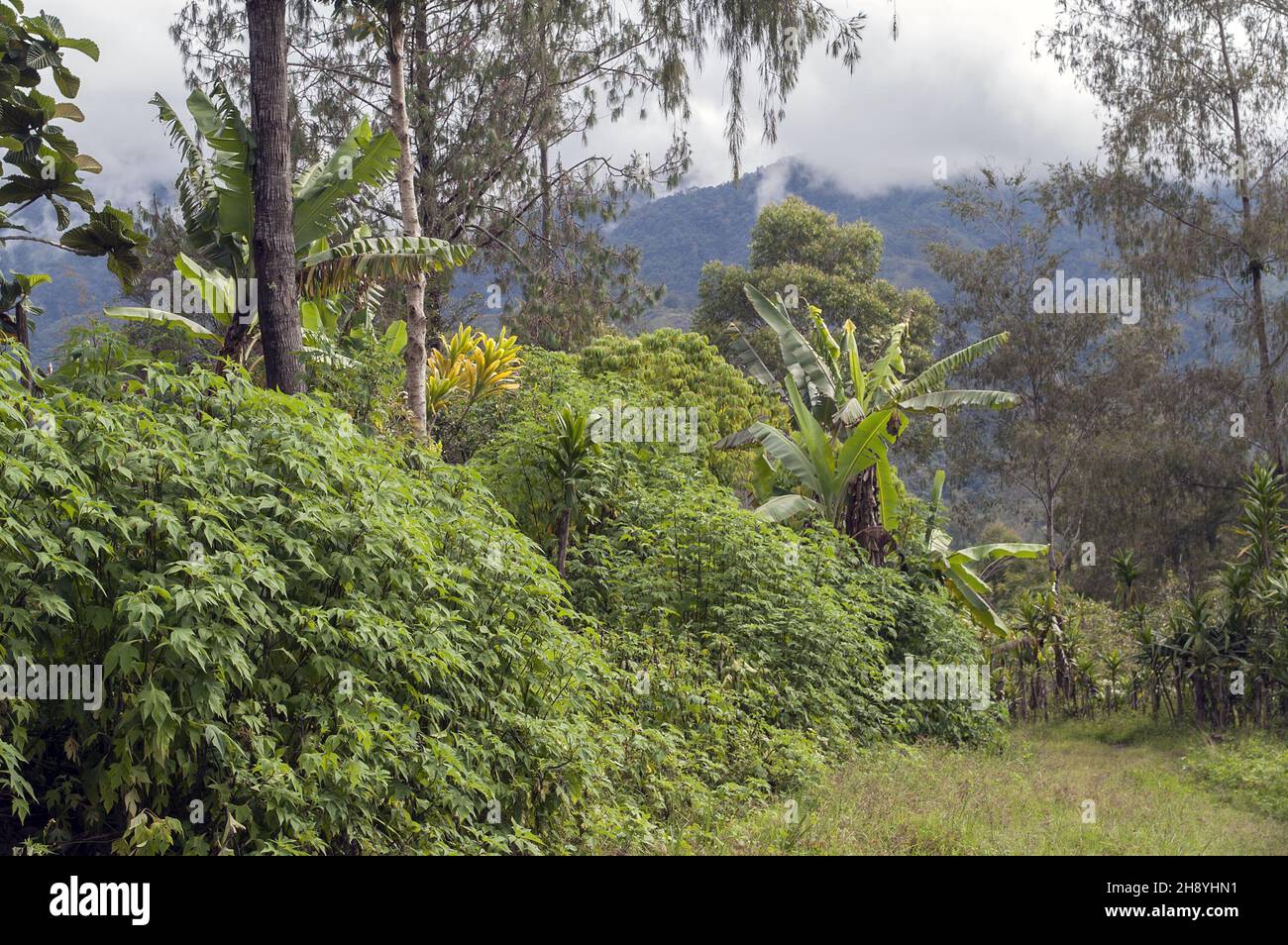 Papua New Guinea; Eastern Highlands; Goroka; Namta (Mefenga); Bush - thickets and bushes; Bush - matorrales y arbustos; Busch - Dickicht und Büsche Stock Photo