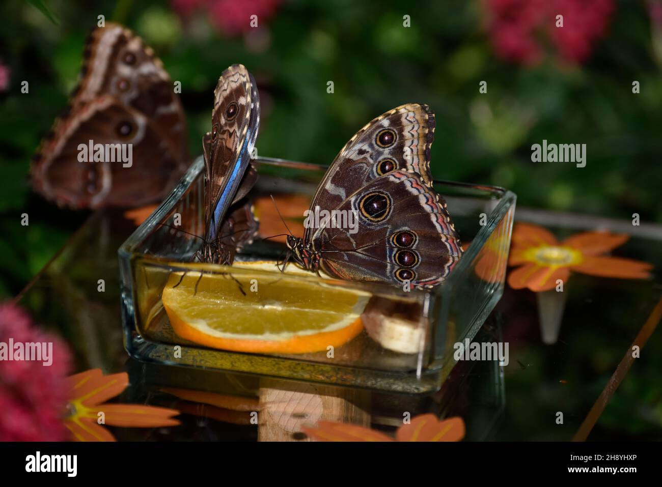 Schmetterling so nah ran wie möglich, Herrenhäuser Gärten, Hannover