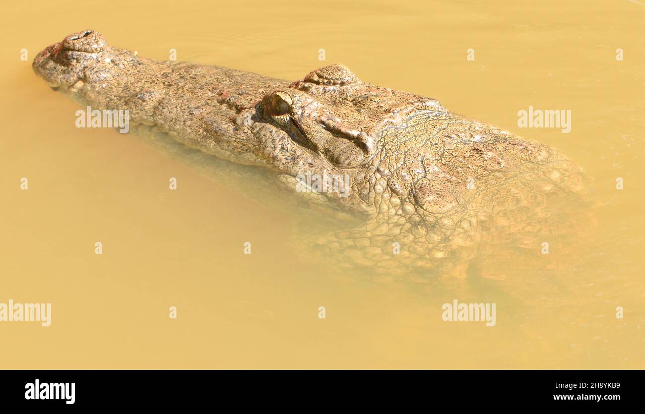 A West African crocodile (Crocodylus suchus) swims in a creek waiting for scraps from a local restaurant. Marakissa, The Republic of the Gambia. Stock Photo