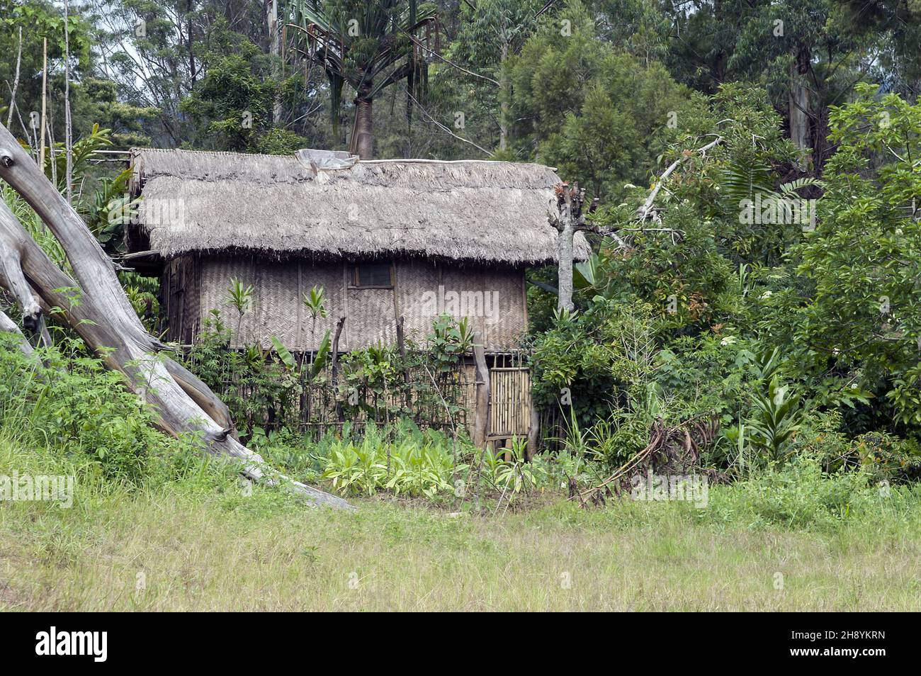 Papua New Guinea; Eastern Highlands; Goroka; Namta (Mefenga); Papuan hut in the bush; Choza papú en el monte; Papua-Hütte im Busch; 灌木叢中的巴布亞小屋 Stock Photo