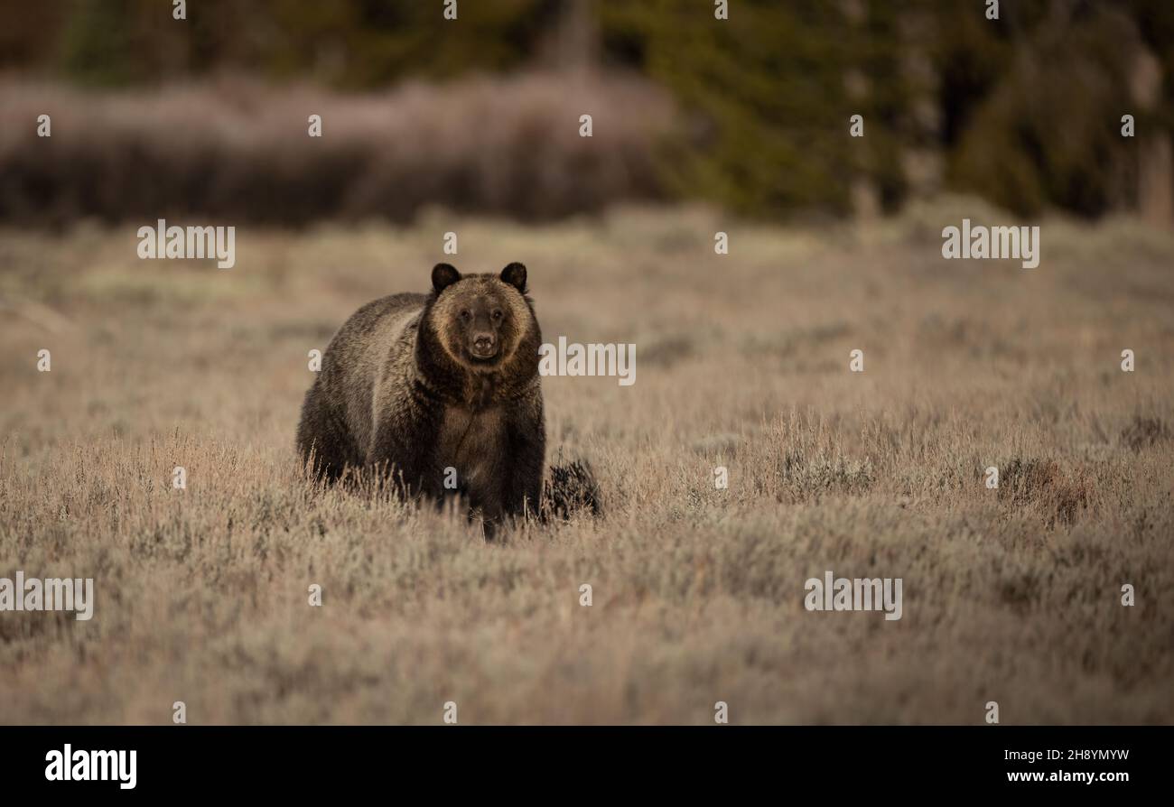 Grizzly Bear in Grand Teton National Park Stock Photo Alamy