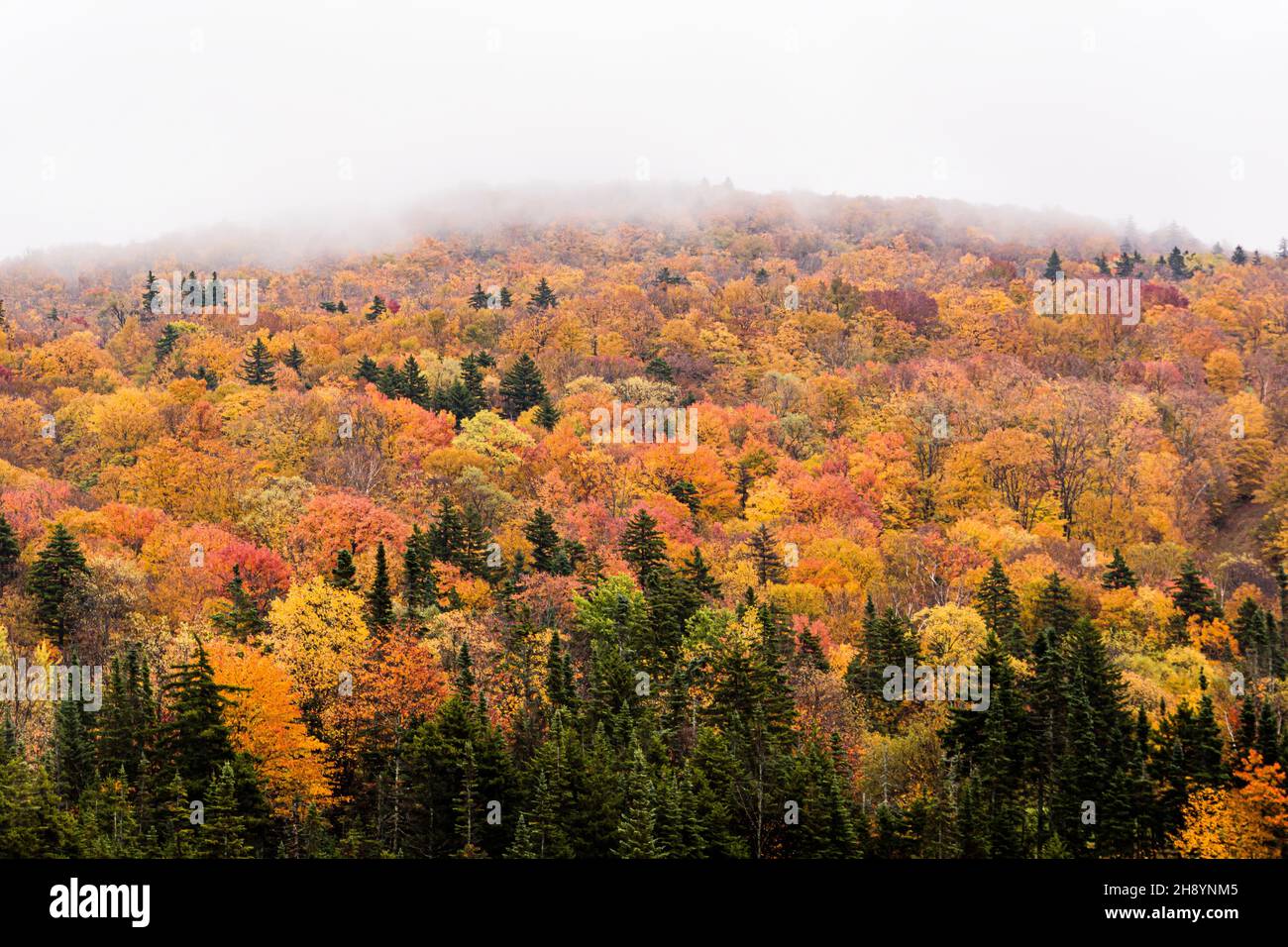 autumn-leaves-green-mountain-national-forest-vermont-usa-stock-photo
