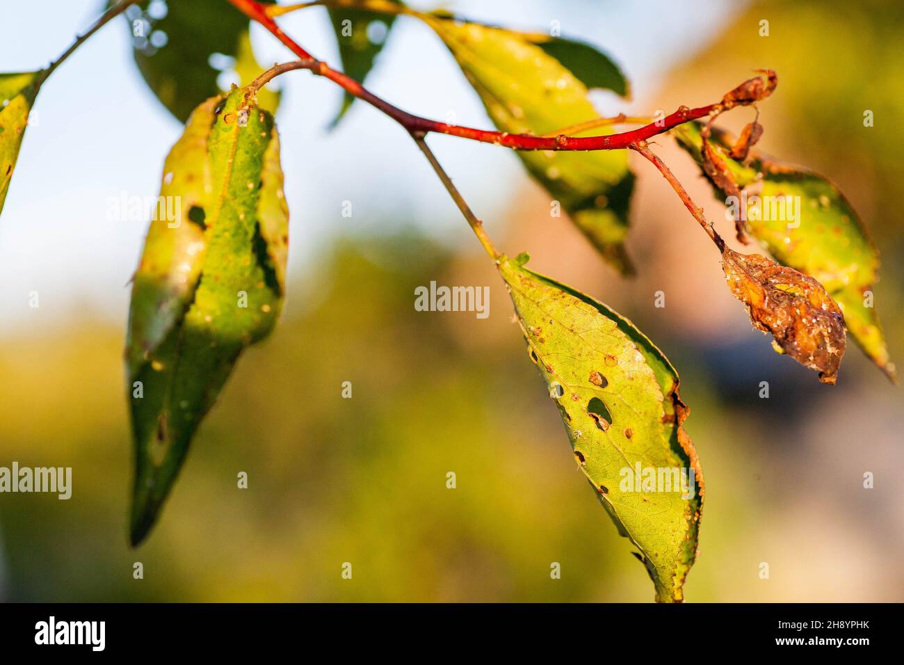 Aphids damaged leaf by pests and diseases. Aphidoidea colony damages trees in the garden by eating leaves. Dangerous pest of cultivated plants eating vegetable juice. Stock Photo