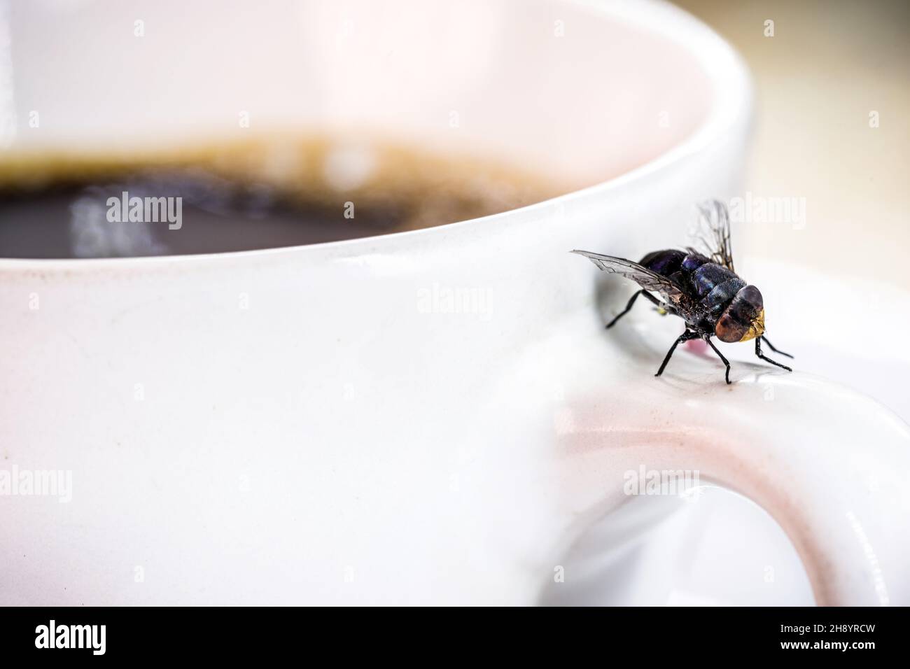 fly over coffee cup, insect over body. indoor insect problem Stock Photo
