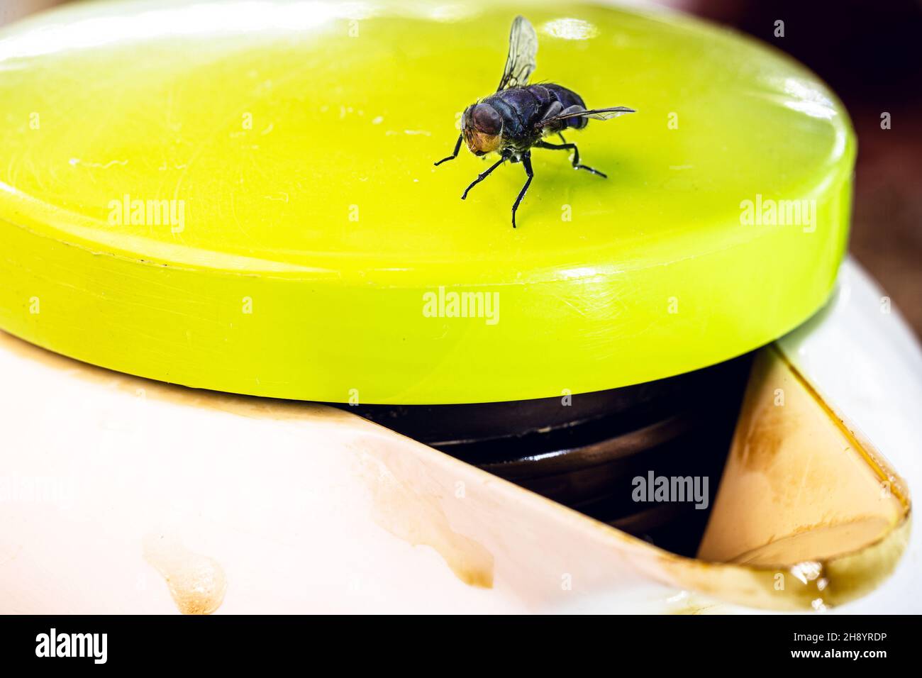 fly over coffee bottle insect over body. indoor insect problem Stock Photo