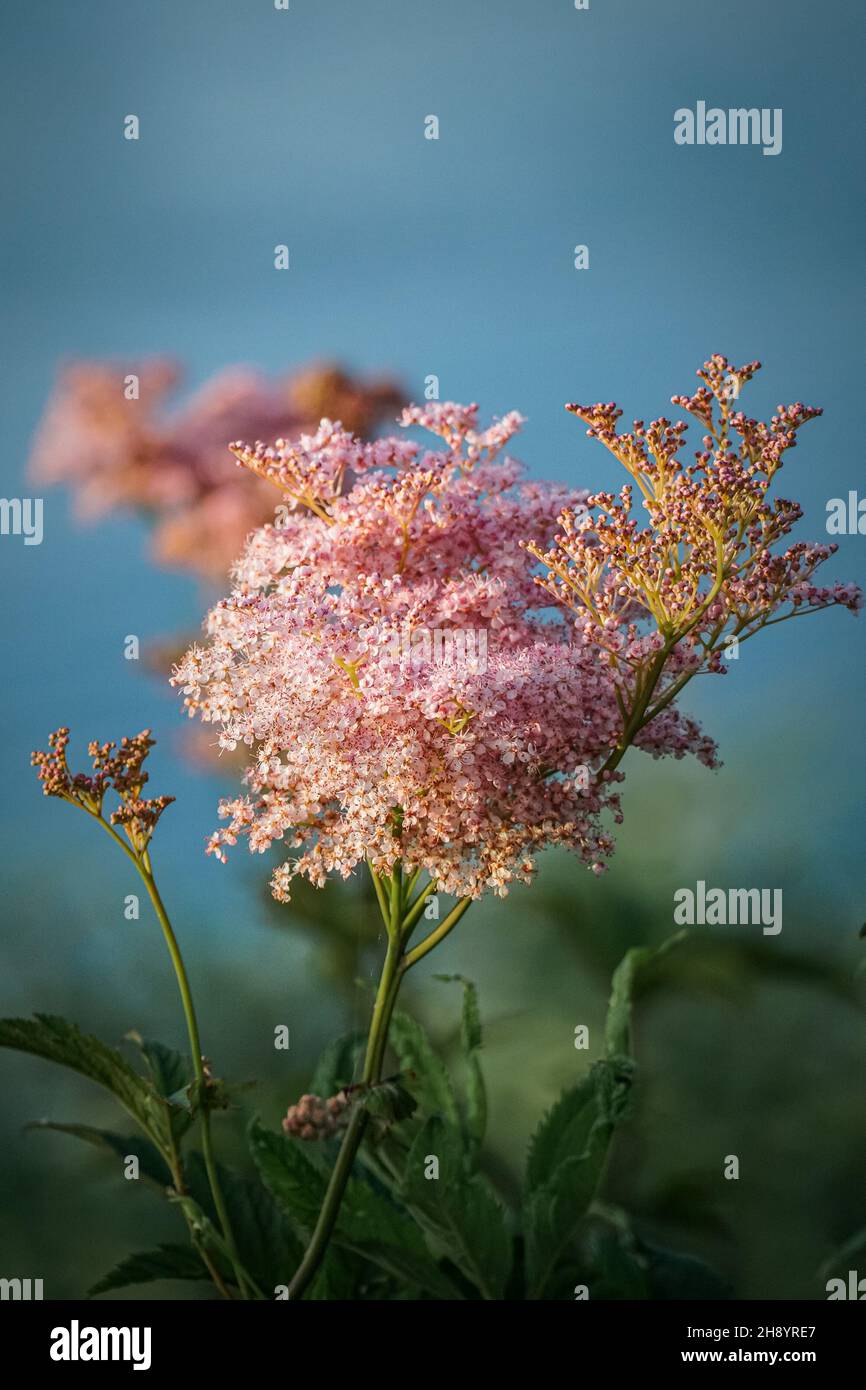 A pink flowers of Meadowsweet - False Spirea Stock Photo
