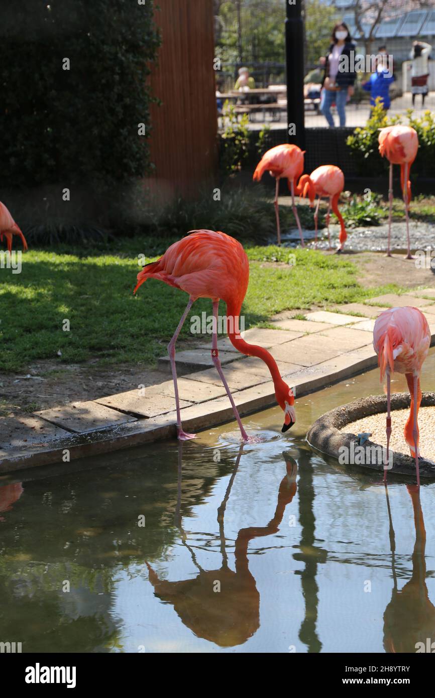 flamingo, Ueno Zoo, Tokyo, Japan Stock Photo - Alamy