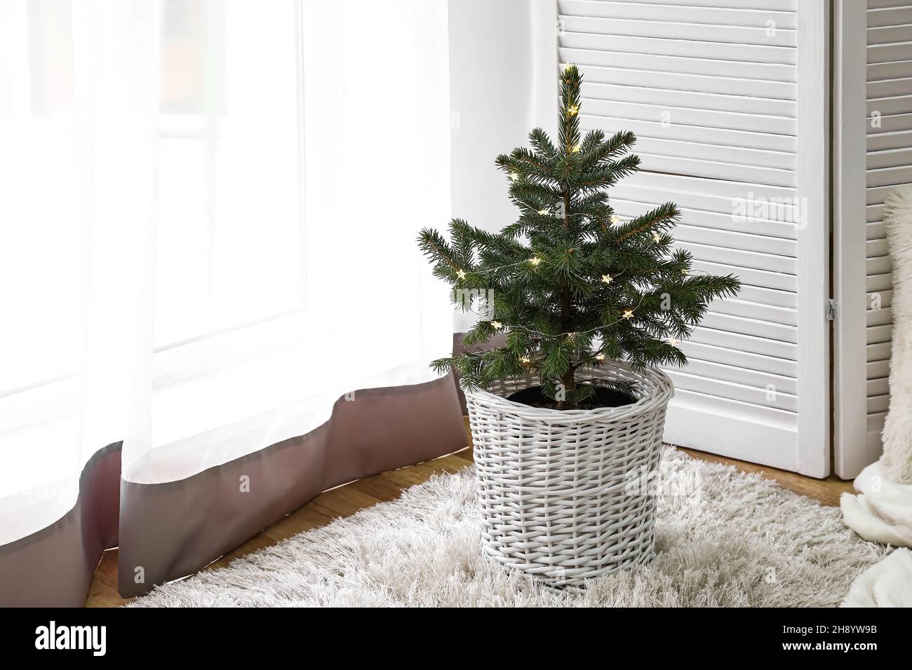 Living christmas tree in pot hires stock photography and images Alamy