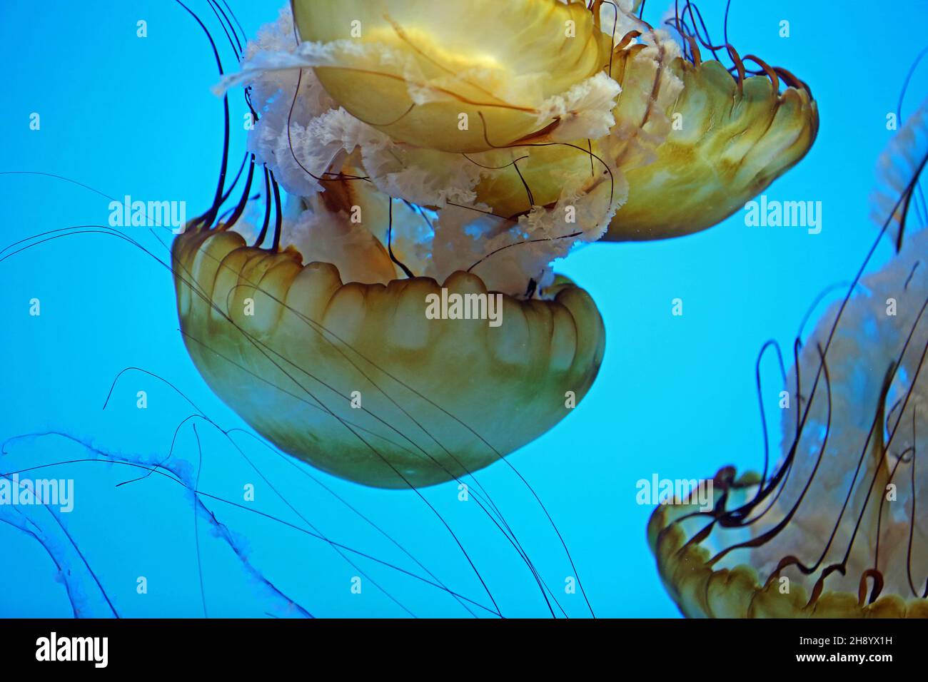 Golden yellow sea nettle - Pacific Sea Nettle Stock Photo