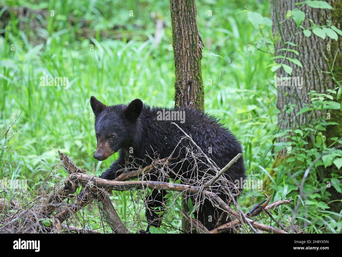 Baby black bear hi-res stock photography and images - Alamy