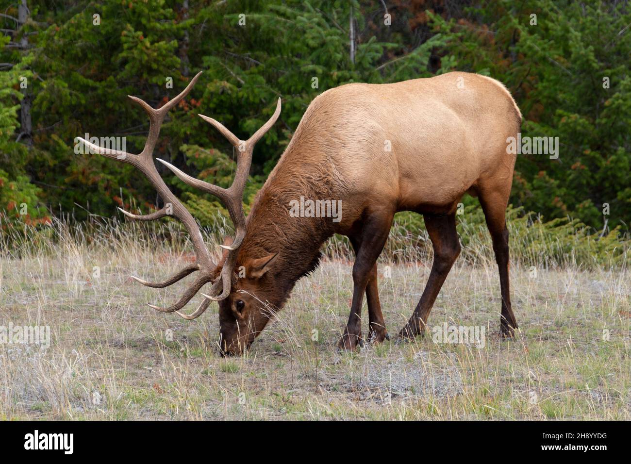 Large male elk standing in grass eating with head down towards ground