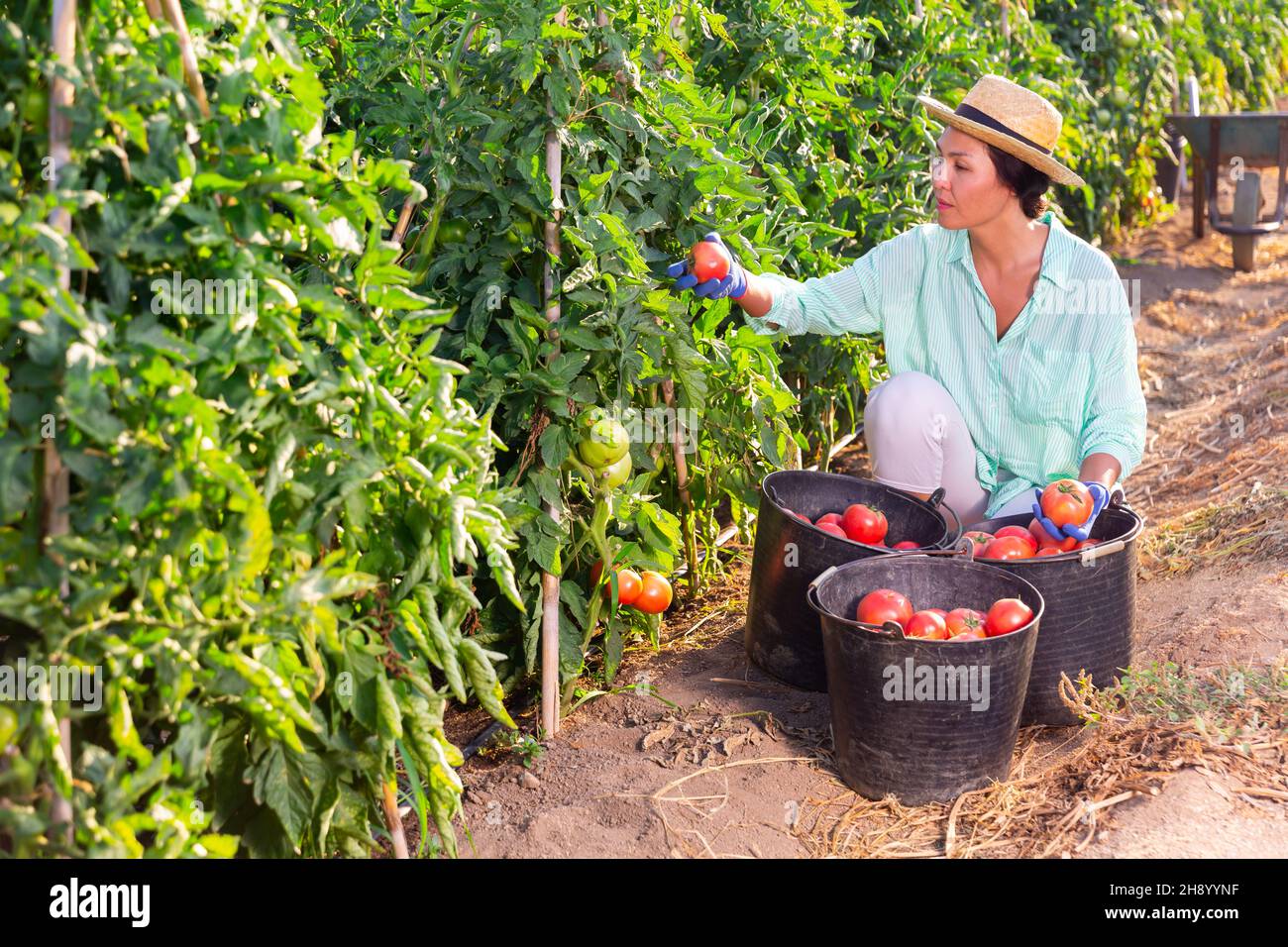 Focused Asian woman harvesting red tomatoes on farm field Stock Photo ...