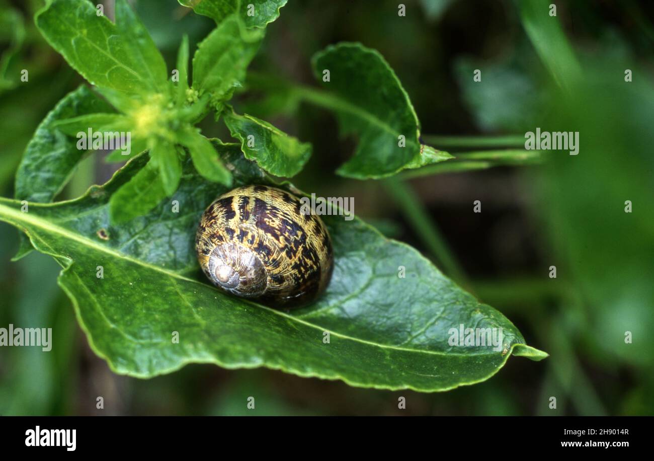 COMMON SPOTTED BROWN GARDEN SNAIL ON PLANT LEAF (CORNU ASPERSUM ...
