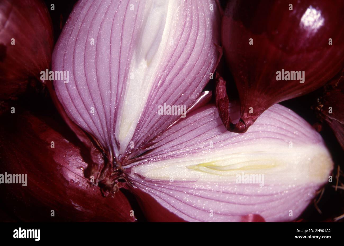 Sliced onions hi-res stock photography and images - Alamy