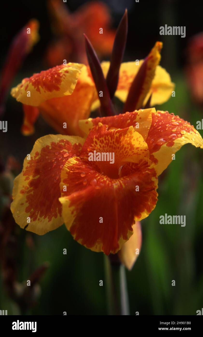 BEAUTIFUL RED AND YELLOW CANNA LILY Stock Photo