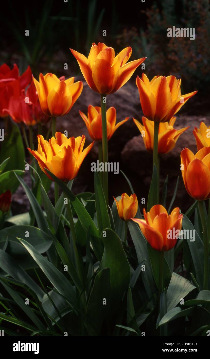 GARDEN BED OR RED AND YELLOW TULIPS (TULIPA Stock Photo - Alamy