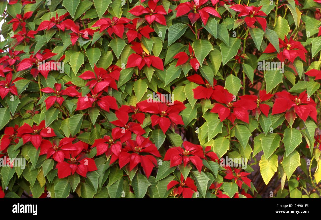 THE DEEP RED FLOWERS AND FOLIAGE OF EUPHORBIA PULCHERRIMA BUSH (POINSETTIA) Stock Photo