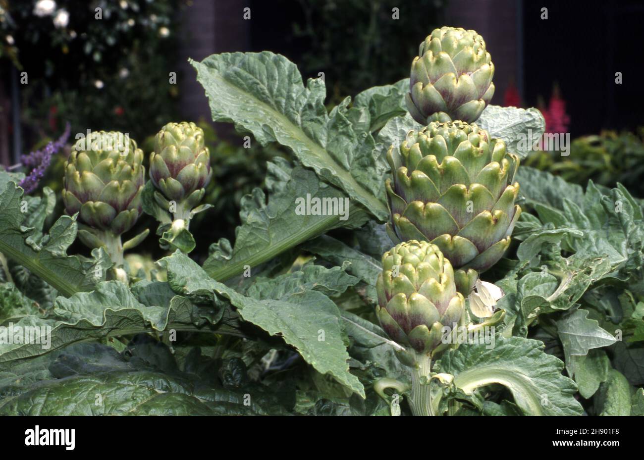 GLOBE ARTICHOKES (CYNARA CARDUNCULUS SYN. SCOLYMUS) GROWING. ALSO KNOWN AS THE FRENCH ARTICHOKE OR THE GREEN ARTICHOKE. Stock Photo