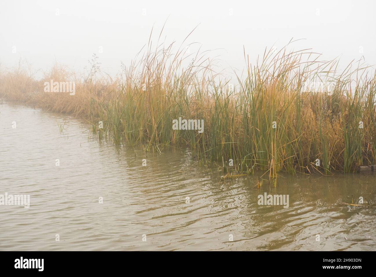 Flooded wetlands cattail reeds engulfed in dense heavy fog Stock Photo ...