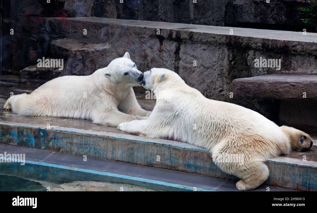 Budapest, Hungary - May 27, 2019: two polar bears kissing each other Stock Photo