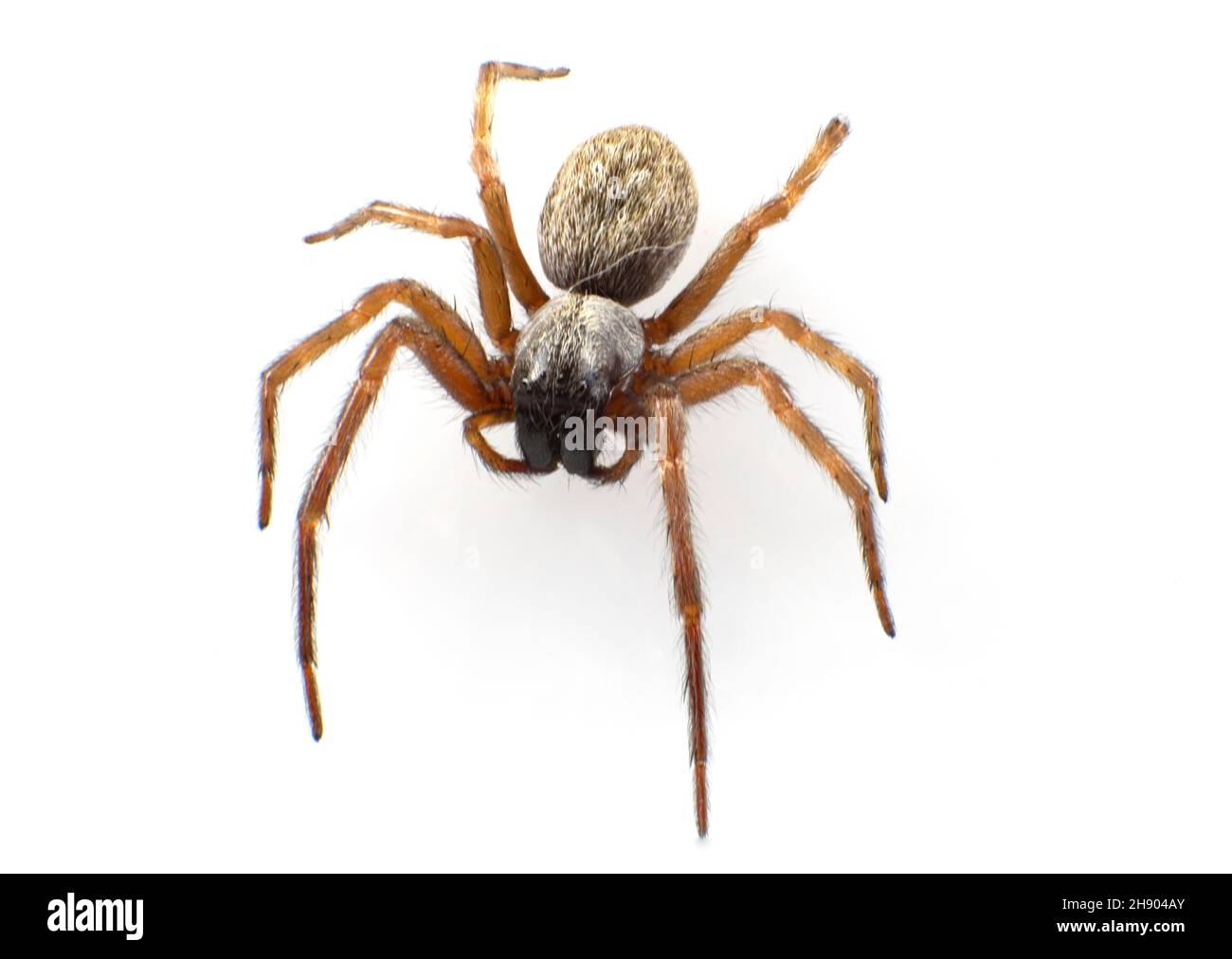 Grey House Spider, Badumna longinqua, a native spider of eastern Australia, with the cephalothorax and abdomen carpeted with light grey hairs and spot Stock Photo