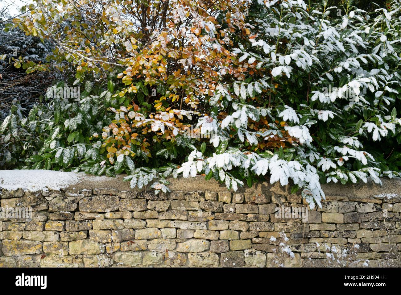 Snowy silver birch and rhododendron foliage above a dry stone wall. Oxfordshire, England Stock Photo