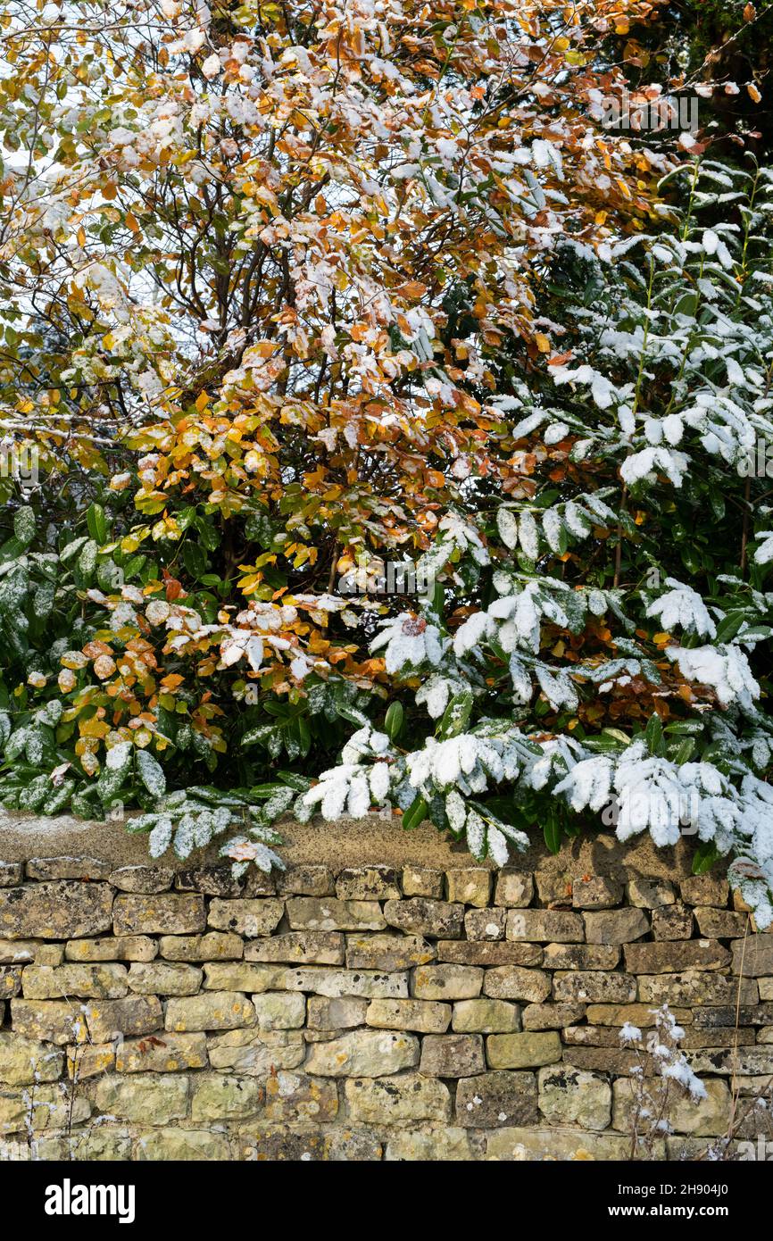Snowy silver birch and rhododendron foliage above a dry stone wall. Oxfordshire, England Stock Photo