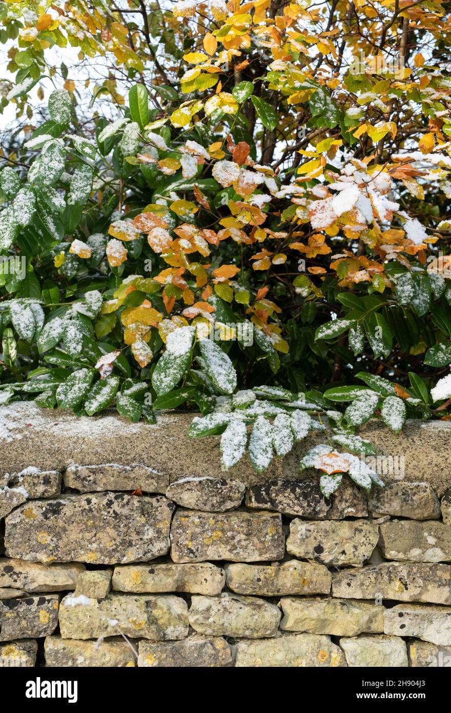 Snowy silver birch and rhododendron foliage above a dry stone wall. Oxfordshire, England Stock Photo