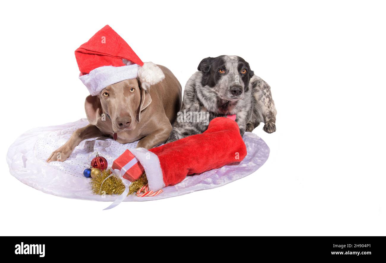 Two dogs in Chritmas spirits, one wearing a Santa hat, with ornaments and a stocking full of gifts in front of them; on white background with copy spa Stock Photo