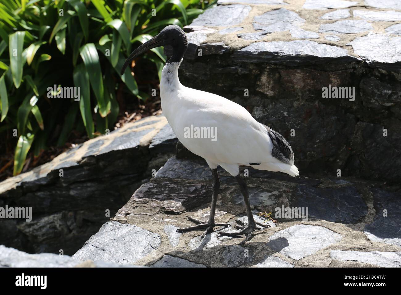 Bin Chicken Stock Photo Alamy