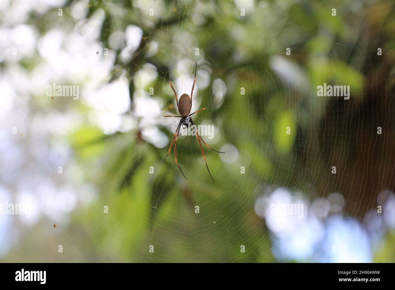 Australian Spider Web Stock Photo
