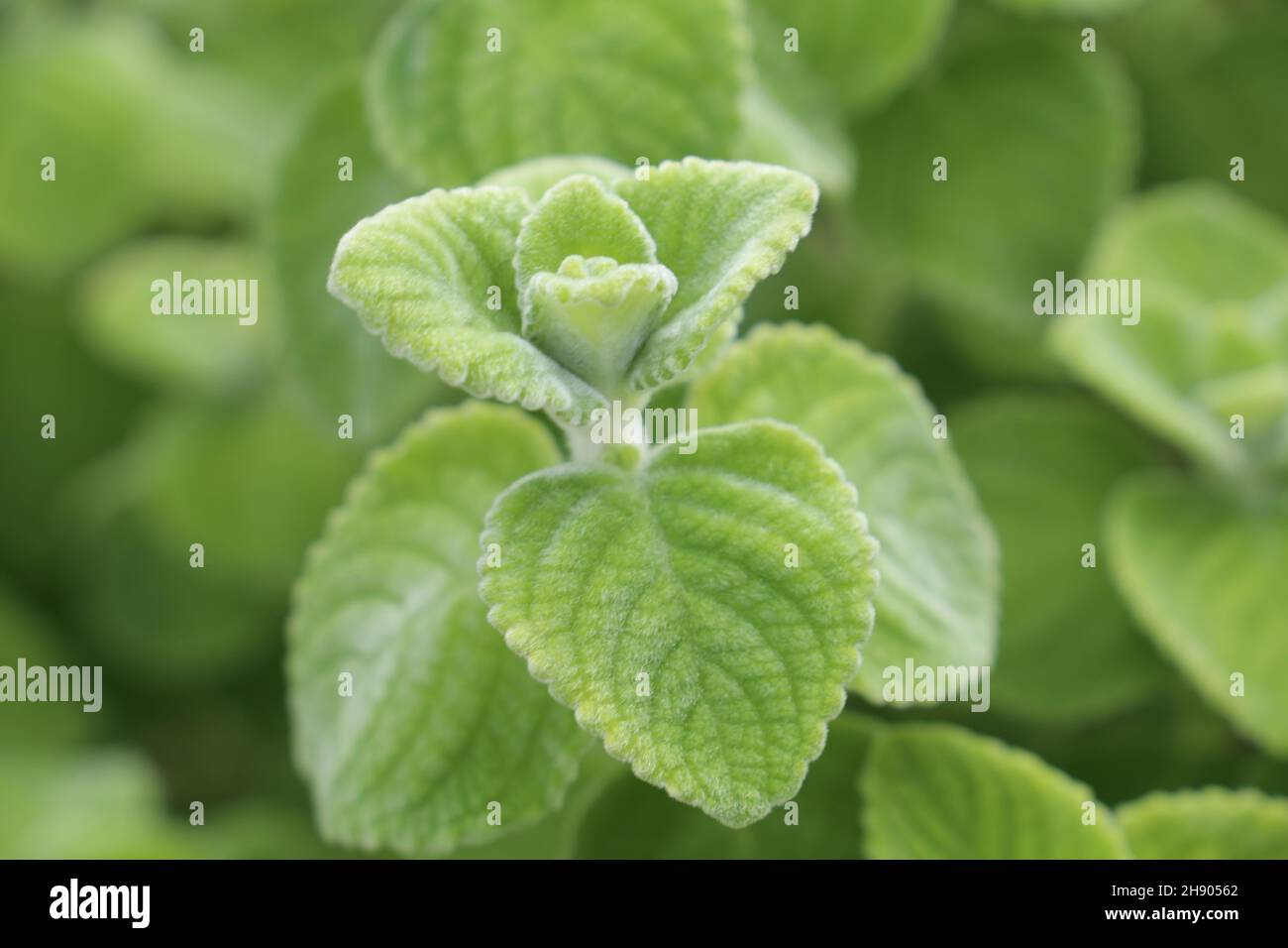 Botanic Gardens Plants Stock Photo - Alamy