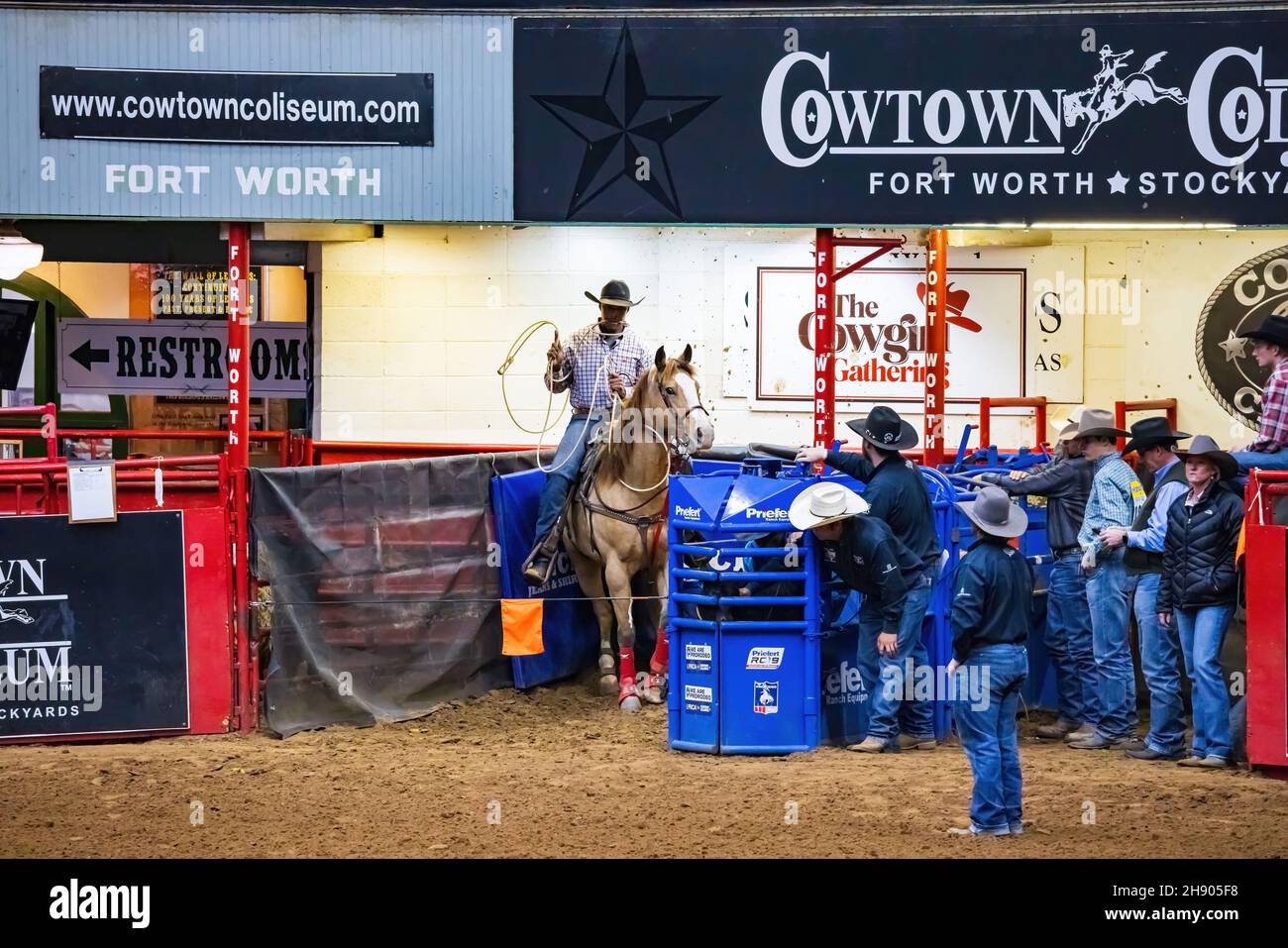 Fort Worth, NOV 27 2021, Calf roping competition in the Stockyards