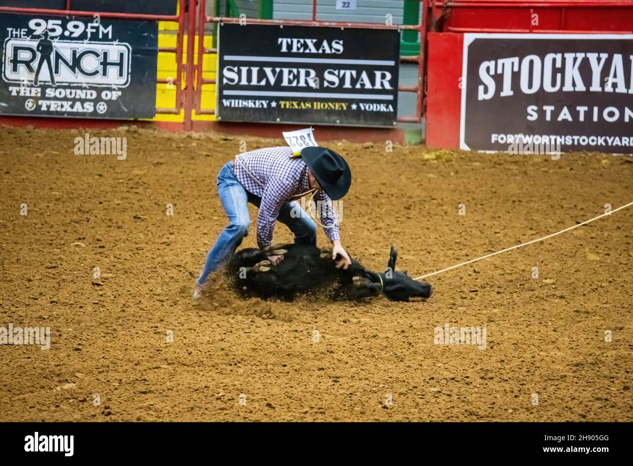 Fort Worth, NOV 27 2021, Calf roping competition in the Stockyards