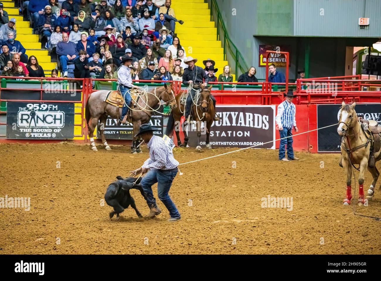 Fort Worth, NOV 27 2021, Calf roping competition in the Stockyards