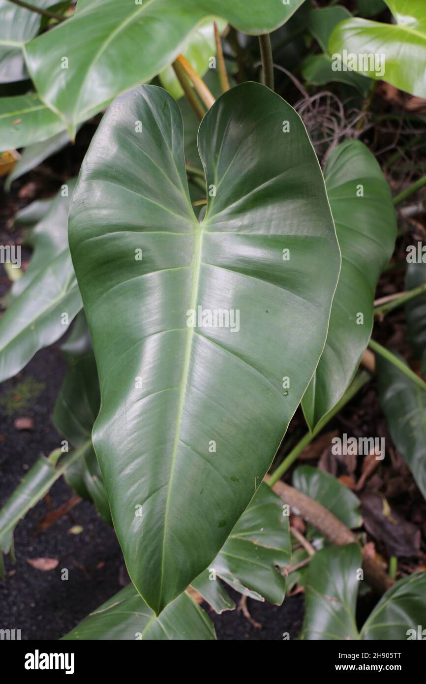 1/35 Chichkov Philodendron Gloriosum Plant leaves P005 Photo etched 
