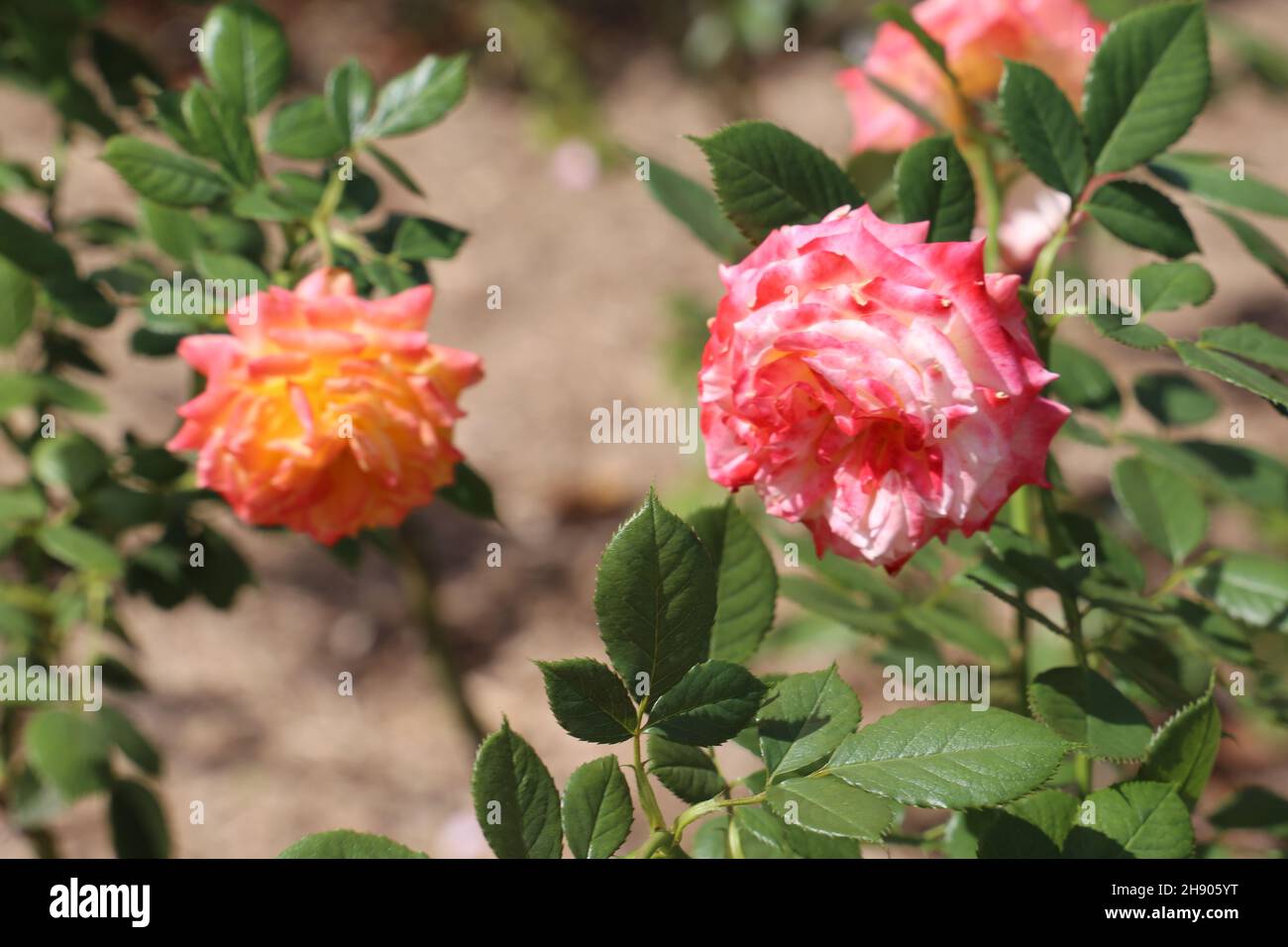 Red rose flower garden gardens hi-res stock photography and images - Alamy
