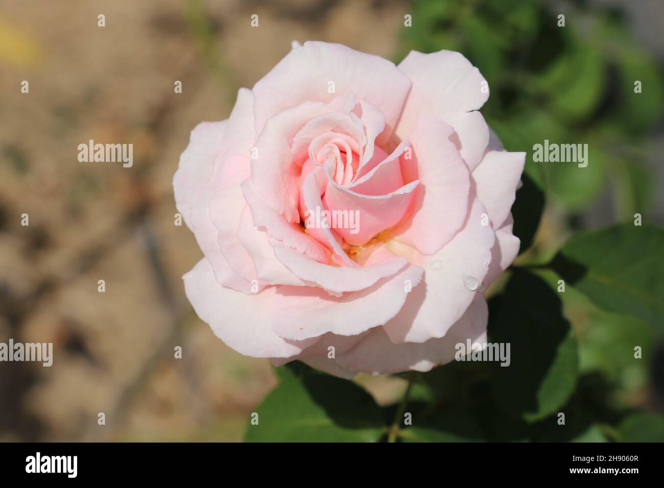 Pink Rose in Garden Stock Photo