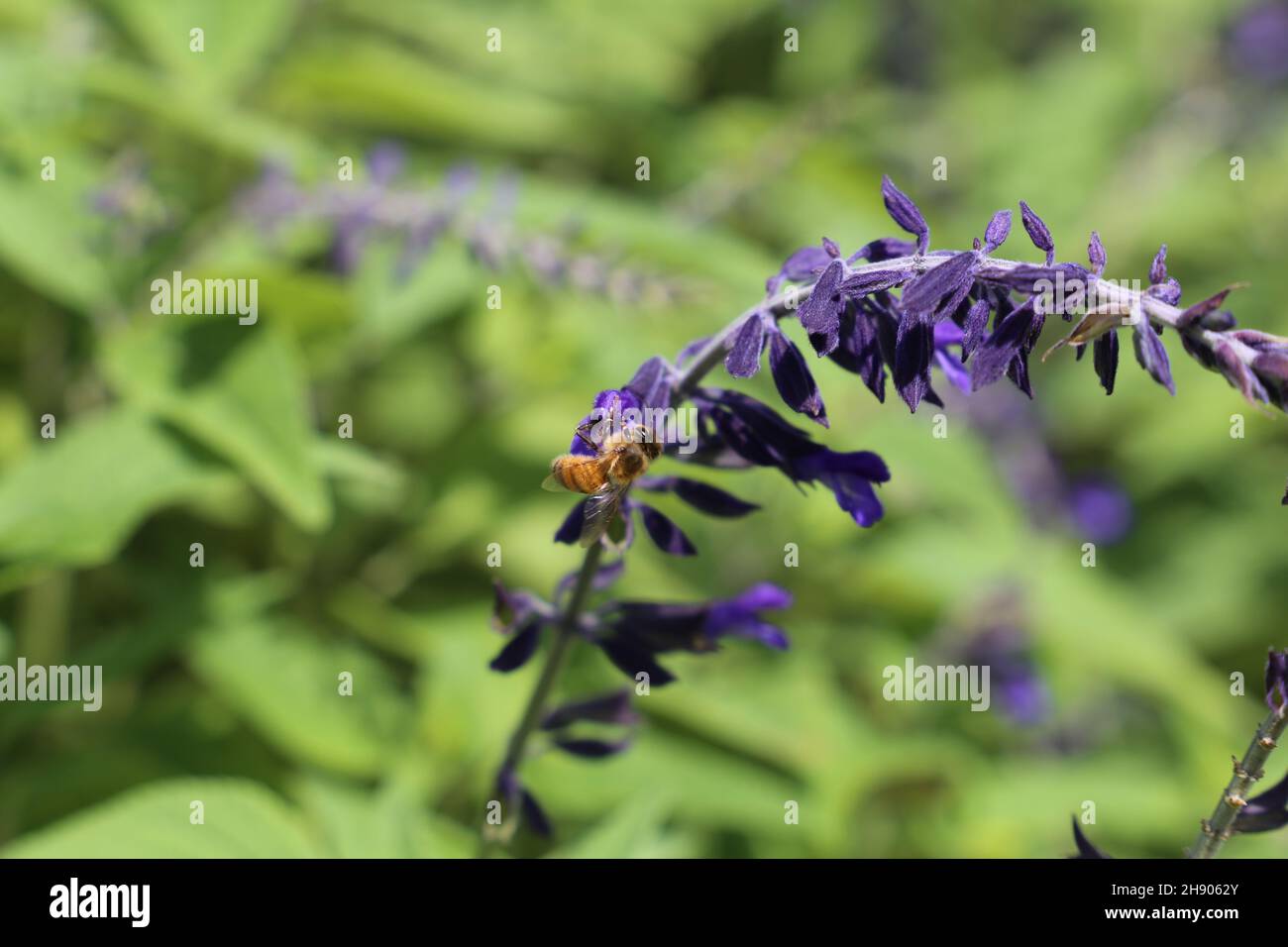 Macro Bee Purple Flower Stock Photo