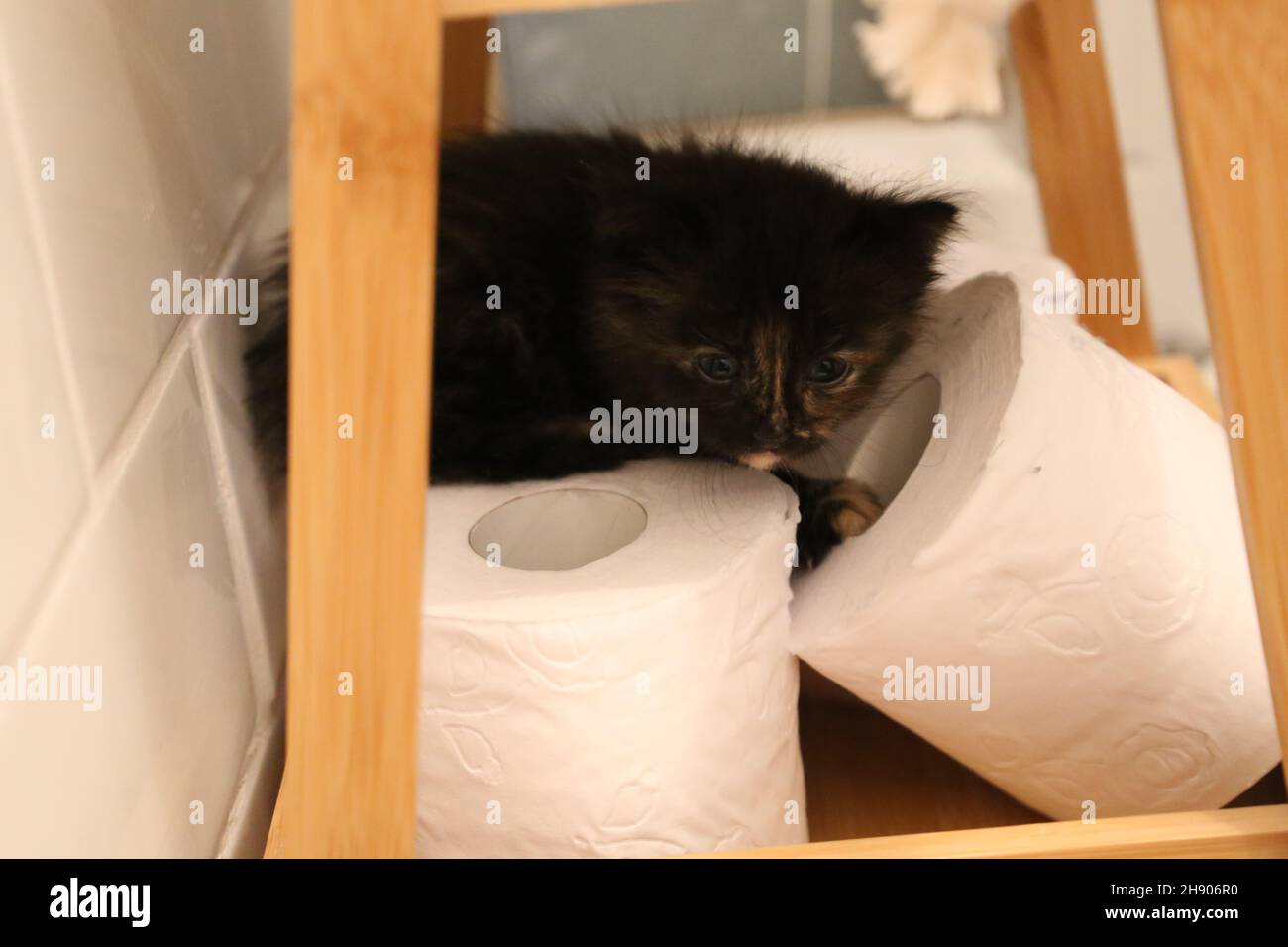 Tiny Kitten Cat Black Stock Photo