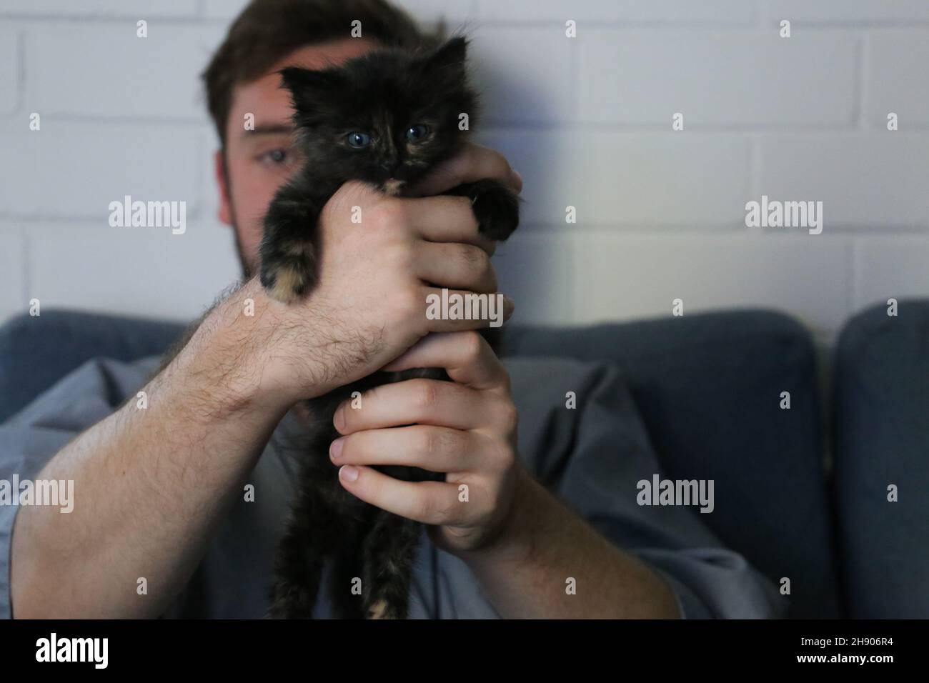 Tiny Kitten Cat Black Stock Photo
