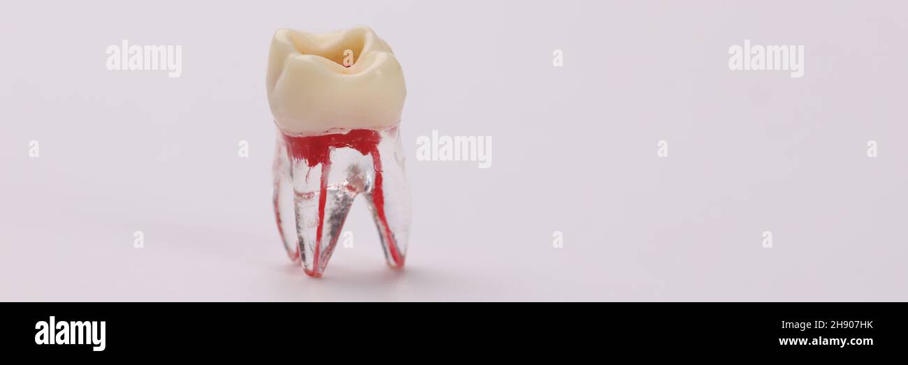 Closeup of plastic tooth dummy with blood vessels on white background Stock Photo