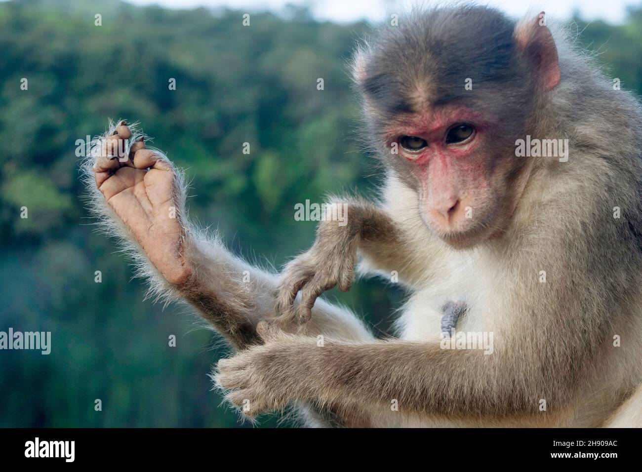 Female rhesus macaque hi-res stock photography and images - Alamy