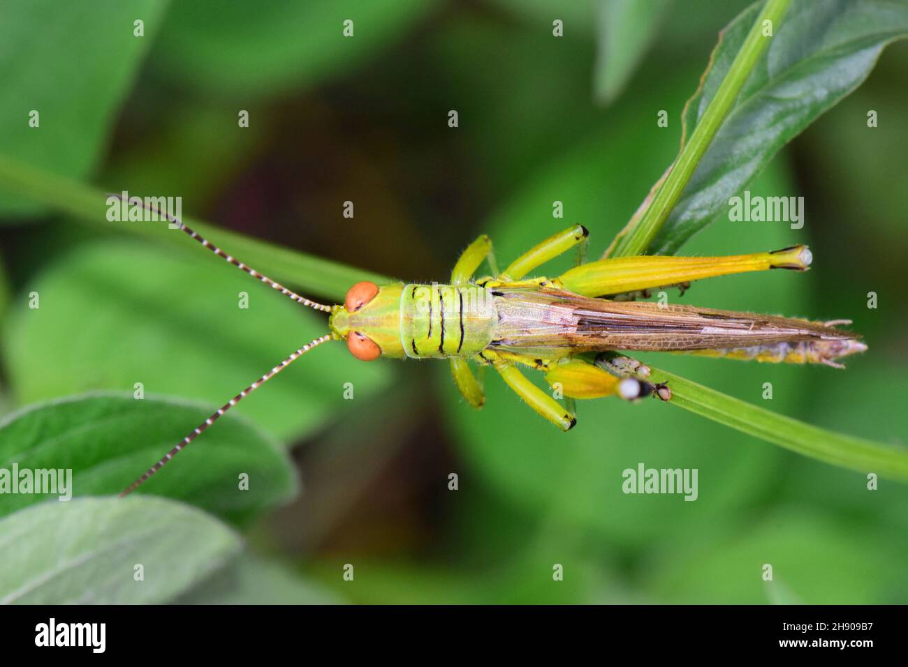 British isles grasshopper dorsal view, Omocestus viridulus, Mumbai, Maharashtra, India Stock Photo